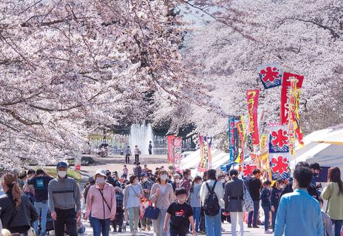 桜が見頃を迎え、大勢の人でにぎわう八戸公園=17日午後1時50分ごろ、八戸市