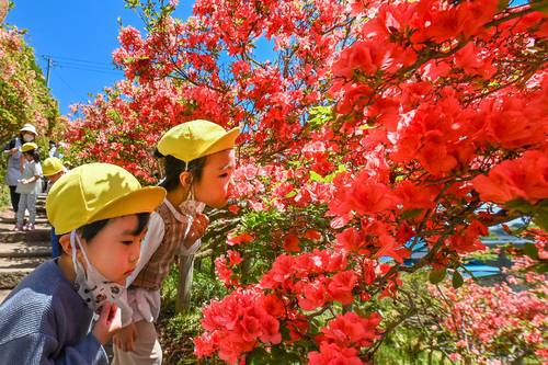 見頃を迎えている天王神社のツツジ=11日午前11時10分ごろ、七戸町