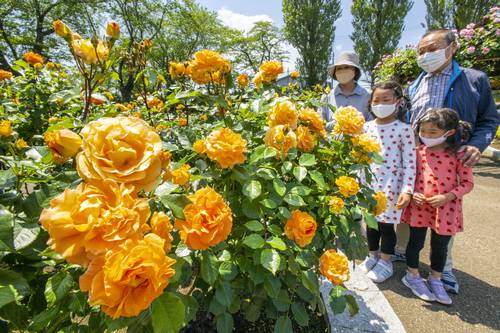 艶やかな色彩で来園者を魅了するバラ=11日、八戸市