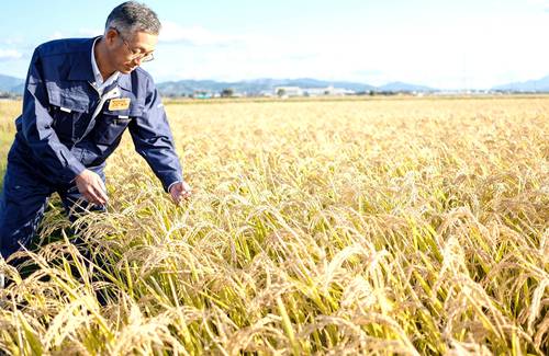 はれわたりのデビューを心待ちにする開発担当者の上村豊和総括研究管理員=20日、黒石市の県産業技術センター農林総合研究所