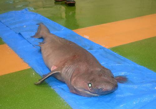 八戸港に水揚げされたカグラザメ=30日、八戸市第2魚市場