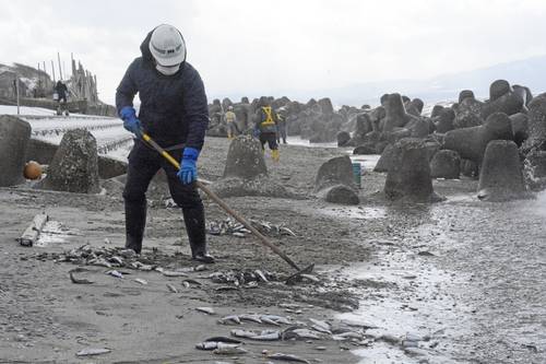 イワシの回収作業を行う業者=22日、野辺地町
