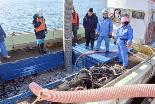 八戸前沖で漁獲したマイワシを水揚げする成進丸船団=2022年12月、八戸港