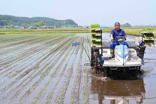 「はれわたり」の田植えを行う赤石義周さん=17日、六戸町下吉田