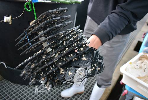 養殖生産の拡大が期待されるミネフジツボの種苗=31日、階上町