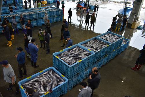 気仙沼の主力を担ってきたカツオ。昨年は極端な水揚げ不振に見舞われた=6月中旬、気仙沼市魚市場
