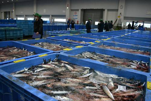 地元船が水揚げしたサバ。満杯のタンクが市場に所狭しと並ぶ=6月中旬、石巻魚市場