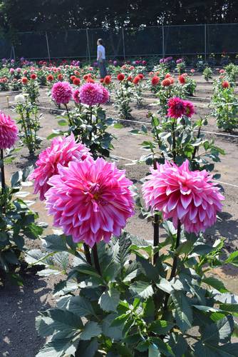 大きな「一番花」を咲かせるダリア