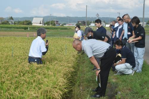 青森県産米の生育状況を確認する関係者=30日、黒石市