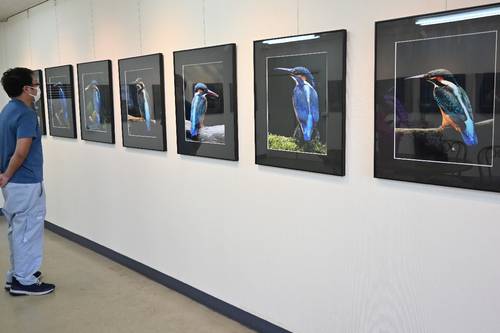 カワセミの写真が並ぶ川村幸男さんの写真展
