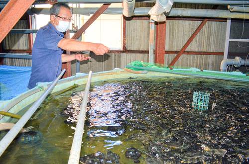 活用するのは温泉水。陸上養殖技術の確立に尽力する福田慎作さん=8月末、八戸市内