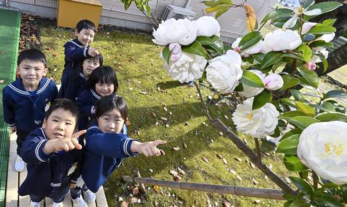 見頃を迎えたサザンカを見上げる園児=13日、八戸市の千葉幼稚園