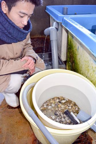 八戸水産高の栽培実習場で育てられているカキ=16日