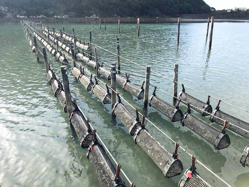徳島県海陽町で行われているバスケットを活用したカキの養殖(リブル提供)