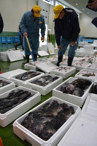 秋田・男鹿半島の定置網漁業者が漁獲した鮮魚。八戸の仲買人にも徐々に浸透している=3月下旬、八戸市第2魚市場