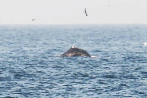 陸奥湾を泳ぐザトウクジラとみられるクジラ=3日、外ケ浜町平舘沖(三宅聡至さん提供)