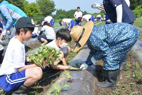 施設利用者と一緒にサツマイモの苗を植える生徒
