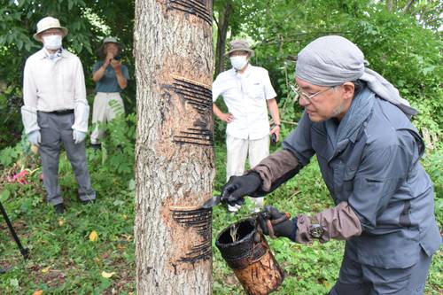 縄文是川ボランティアのメンバーが見守る中、漆搔きを実演する林信二さん(手前)