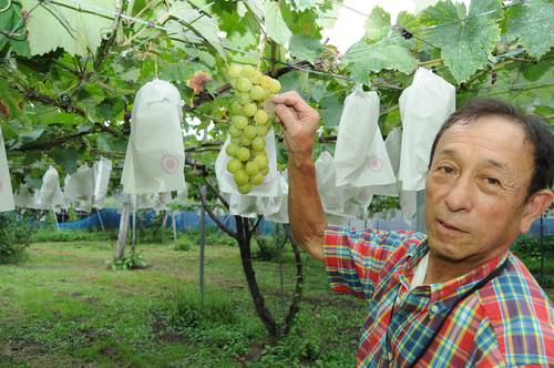 ホワイトオリンピアをPRする諏訪内将光園主