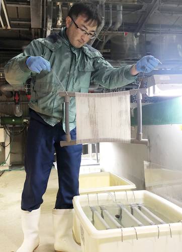 初出荷に向け、コンブの種糸を確認する職員=11日、階上町