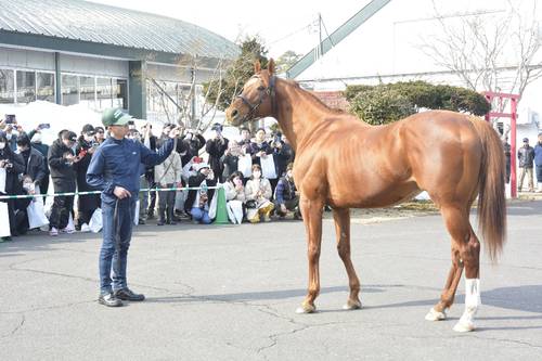 4頭の種牡馬がお披露目された展示会=1日、七戸町