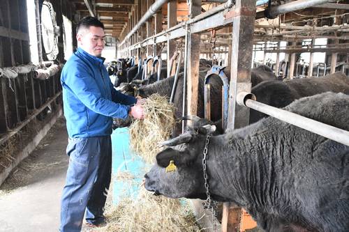親牛に餌をやる古川亮さん。「畜産を盛り上げたい」と語る=4月、横浜町