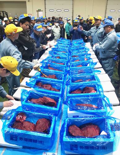 八戸港に水揚げされたミンククジラの生肉の競り=12日、八戸市第2魚市場