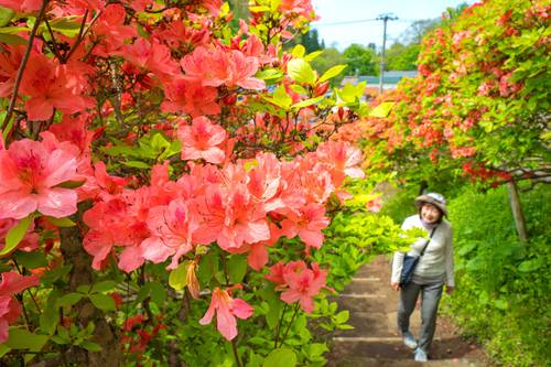 満開となった天王神社境内のヤマツツジ=14日午前10時すぎ、七戸町