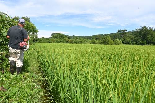 登熟期に入った「白銀のひかり」の水田。周りでは生産者がカメムシ対策として草刈りに精を出している=8日、久慈市夏井町