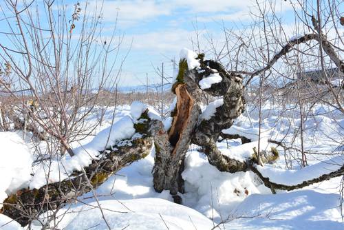 豪雪で深刻な被害を受けたリンゴの木。青森県の2025年産予想収穫量は過去最少となった=1月、弘前市