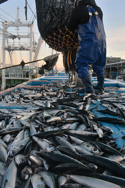 大中型巻き網船が漁獲したサバの水揚げ。八戸港は記録的不漁の影響で、水産関連業界が疲弊している=2022年12月、八戸市第1魚市場