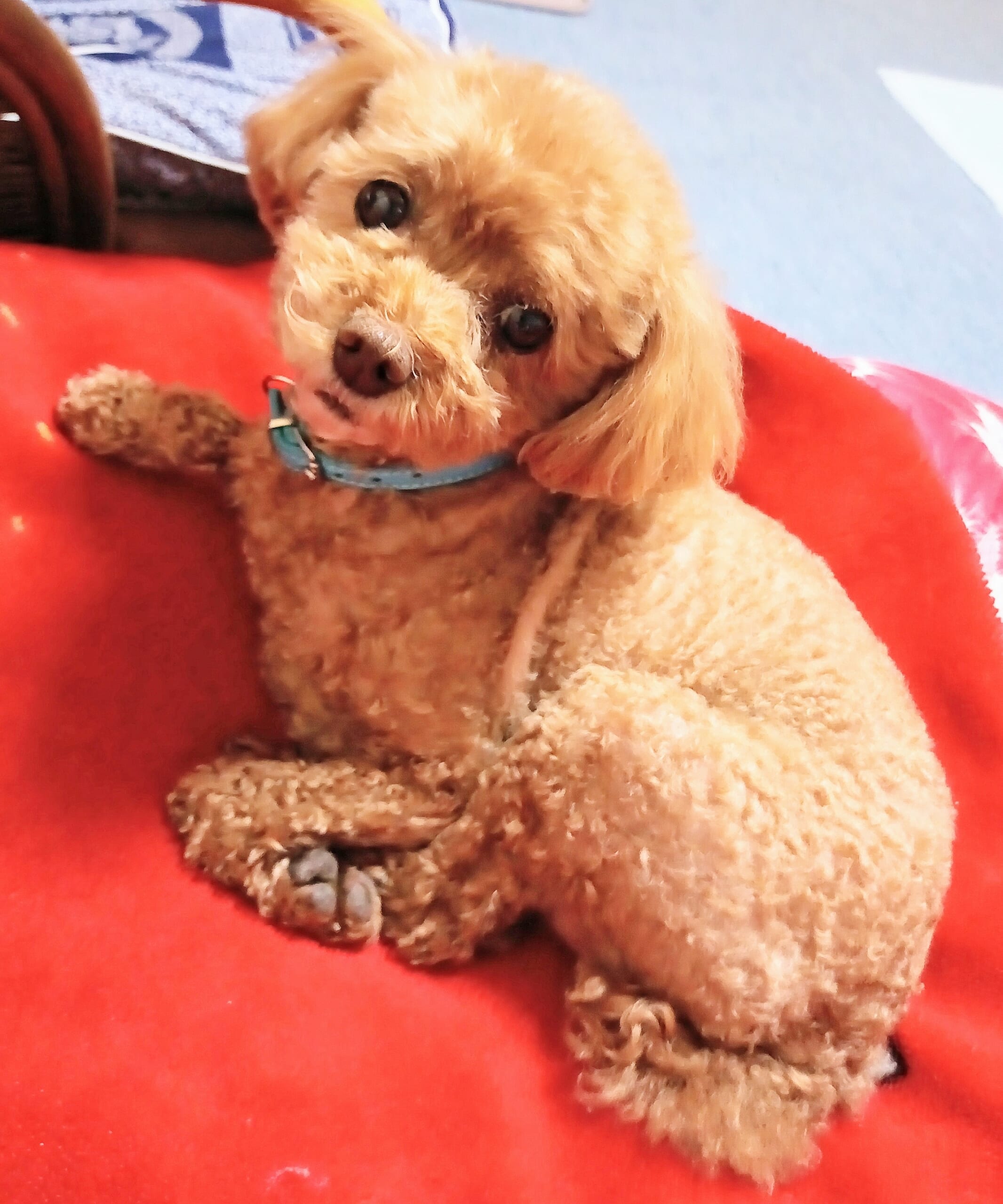 犬のベティ