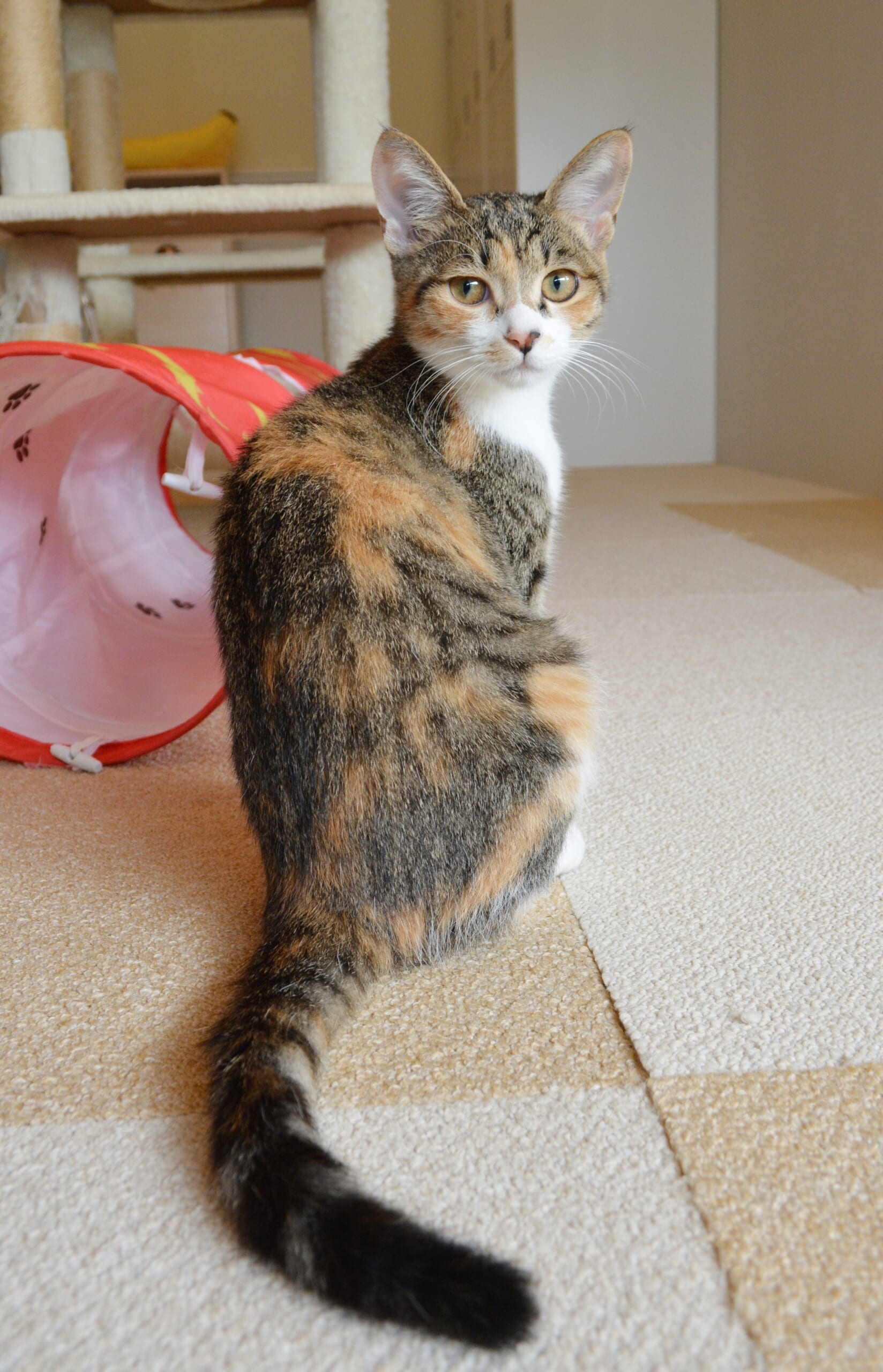 見返り美人ならぬ、見返り美猫なつぶあんちゃん
