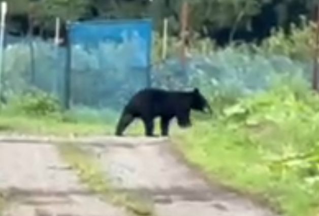 八戸市市川町で目撃されたクマ